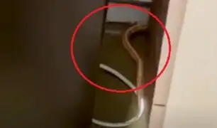 Vecinos están aterrorizados: enorme serpiente está suelta en un edificio del Malecón de la Reserva