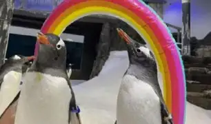 Muere Sphen, uno de los pingüinos homosexuales en zoológico de Australia: su pareja lo despidió cantando