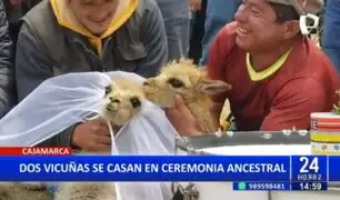 Singular matrimonio en Cajamarca: Casan a vicuñas como parte de ceremonia ancestral