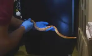 Serfor asegura que serpiente encontrada en Miraflores es una especie inofensiva