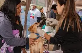 ¿Pensando en adoptar un perrito?: Más de 100 canes buscan hogar en el Perrotón 2024