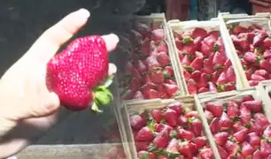 ¡Inicia temporada de fresas!: El kilo se vende desde 2 soles en el Mercado de Frutas