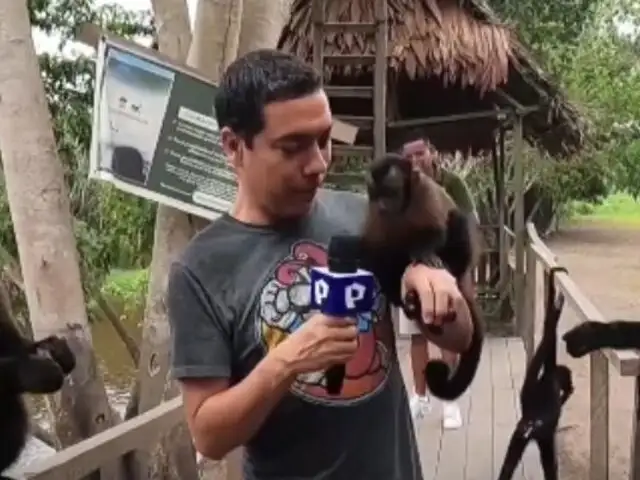 Turismo en Pucallpa: todo sobre la ‘Isla de los Monos’, un cálido refugio de primates