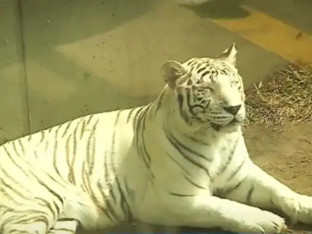 Zoológico de Huachipa: aprendizaje, naturaleza y mucha diversión para toda la familia