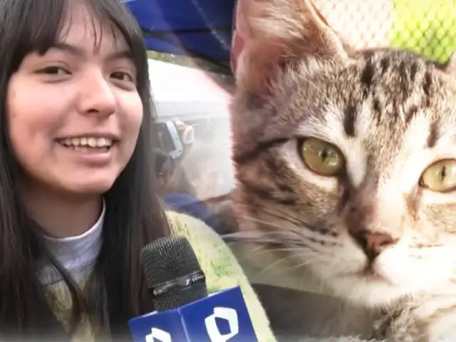 “Gato Fest” busca recaudar 2 toneladas de comida para felinos en Miraflores