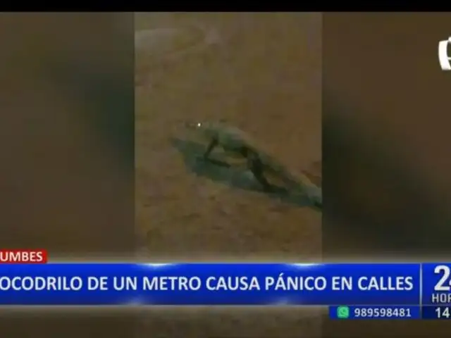 Cocodrilo de más de un metro causa pánico en las calles de Tumbes