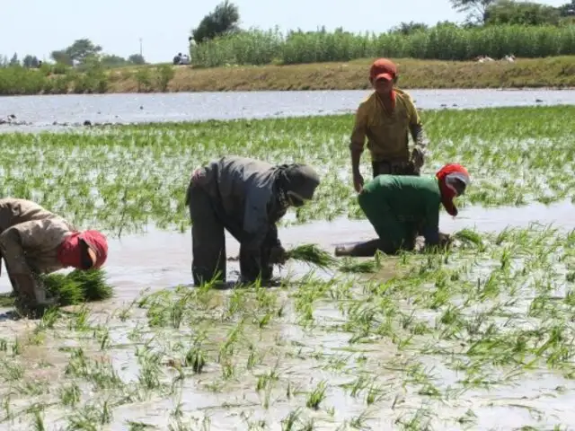 Productores alertan escasez de arroz por problemas de agua