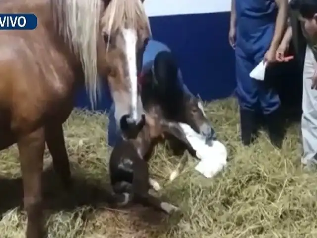 ¡Hito histórico! Clonan con éxito al primer caballo peruano de paso en universidad de Chachapoyas