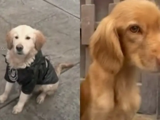 Perritos rescatados de la calle ahora forman parte de la brigada canina de SJM