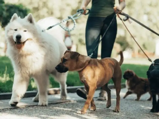 Esto es lo que puede llegar a ganar un paseador de perros en Perú: monto supera al sueldo de un arquitecto