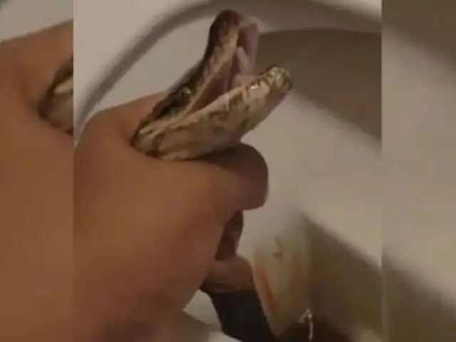 Hombre en Tailandia vive pesadilla al ser mordido por una serpiente en su propio inodoro