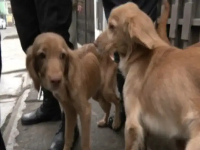 Integran la brigada canina de SJM: la nueva vida de los perritos rescatados por municipio