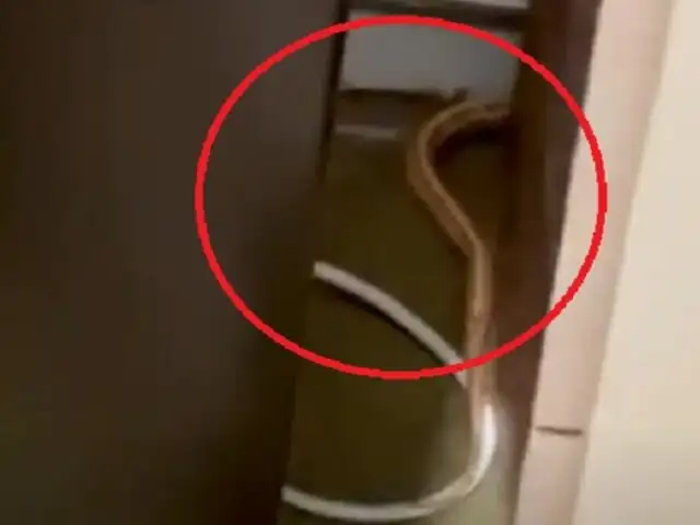 Vecinos están aterrorizados: enorme serpiente está suelta en un edificio del Malecón de la Reserva