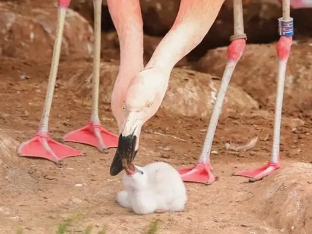 Pareja de flamencos del mismo sexo incubó huevo abandonado y ahora son padres de su primer polluelo