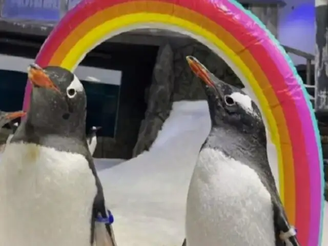 Muere Sphen, uno de los pingüinos homosexuales en zoológico de Australia: su pareja lo despidió cantando