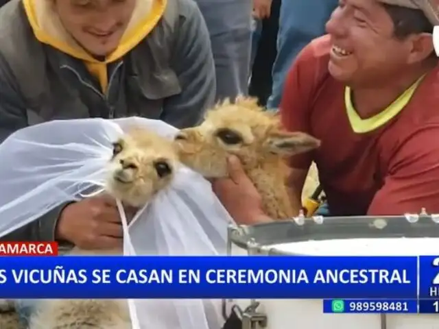 Singular matrimonio en Cajamarca: Casan a vicuñas como parte de ceremonia ancestral