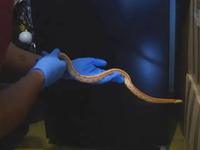 Serfor asegura que serpiente encontrada en Miraflores es una especie inofensiva