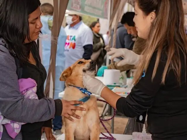 ¿Pensando en adoptar un perrito?: Más de 100 canes buscan hogar en el Perrotón 2024