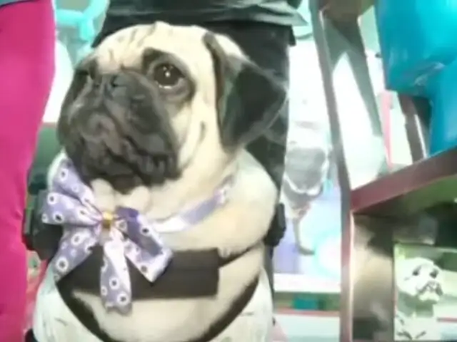 Perrita ‘Dachi’ está de cumpleaños y lo celebra a lo grande con su nueva familia