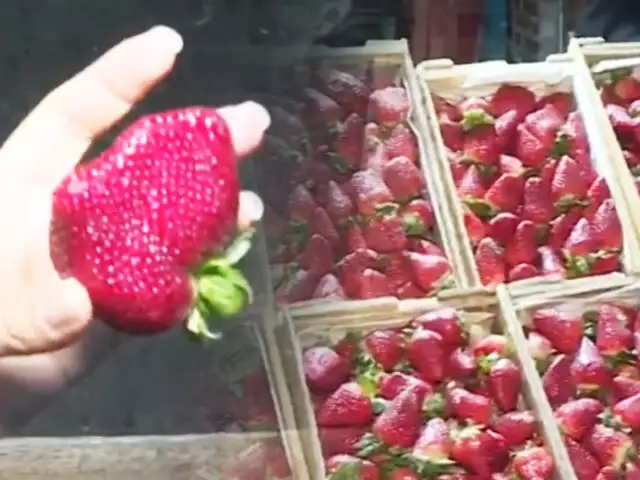 ¡Inicia temporada de fresas!: El kilo se vende desde 2 soles en el Mercado de Frutas