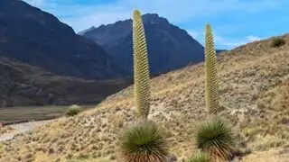 MINAM invita a disfrutar del florecimiento de la Puya Raimondi en el Parque Nacional Huascarán