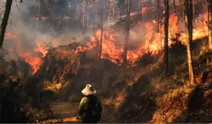 Incendios forestales: Defensoría solicita al Ejecutivo declarar en emergencia regiones afectadas