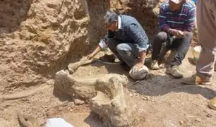 Histórico descubrimiento: hallan restos de mastodonte de 11 mil años en Junín