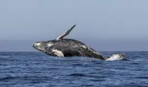 Aumentan las ballenas atrapadas en redes de pesca en Perú: más de 20 mil cetáceos mueren cada año