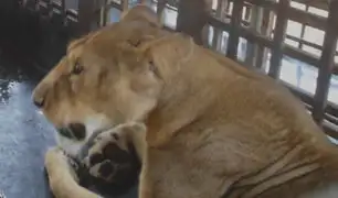 Tragedia en zoológico de Nigeria: león mata a su cuidador que se acercó para darle de comer