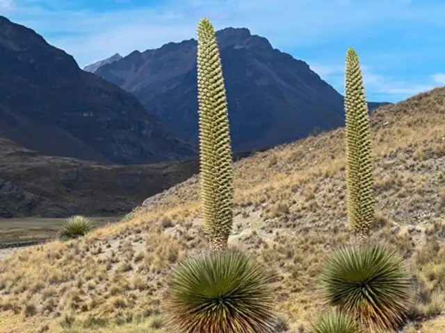 MINAM invita a disfrutar del florecimiento de la Puya Raimondi en el Parque Nacional Huascarán