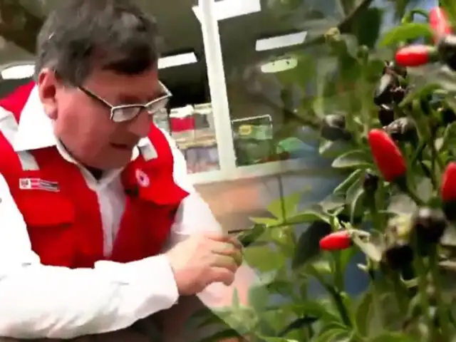 ¡Exclusivo! “Cazadores del ají perdido”: descubriendo tesoros culinarios hasta en su propio jardín