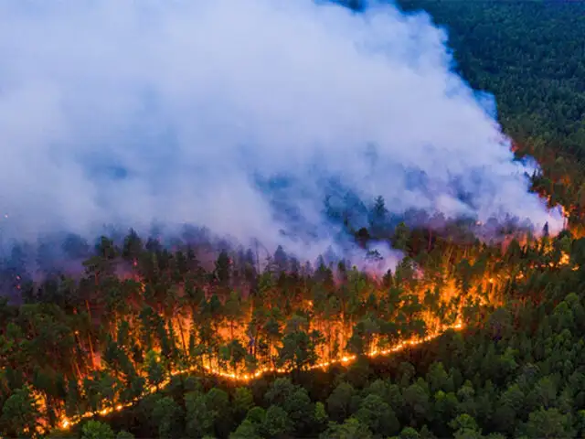 ¿Cuáles son las sanciones penales por quemar, talar o atentar contra bosques? Entérate AQUÍ