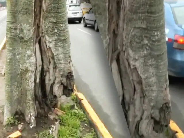 Peligro inminente: Denuncian que árbol en la avenida Wilson está a punto de caer