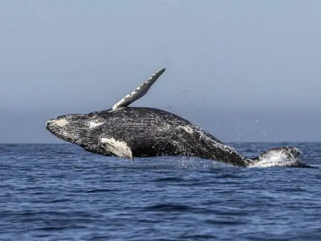 Aumentan las ballenas atrapadas en redes de pesca en Perú: más de 20 mil cetáceos mueren cada año