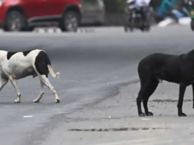 Lurín: mujer atacada por perros callejeros necesita ayuda para su tratamiento médico