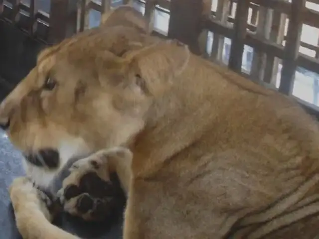 Tragedia en zoológico de Nigeria: león mata a su cuidador que se acercó para darle de comer