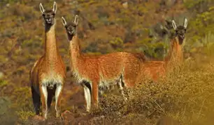 ¡Excelente noticia! Aumenta en 8 % el número de guanacos en la Reserva Nacional de Calipuy