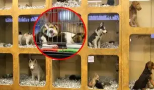 España prohíbe la venta de perros, gatos y hurones en tiendas de mascotas