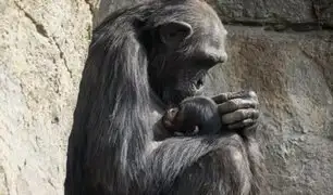 Terminó su duelo: La chimpancé Natalia suelta a su bebé fallecido después de 7 meses aferrada al cadáver