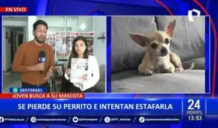 Perrito chihuahua se pierde y sujetos intentan estafar a la dueña