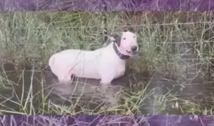 ¡Indignante! dejan amarrado a un perro antes de la llegada del huracán Milton en Florida