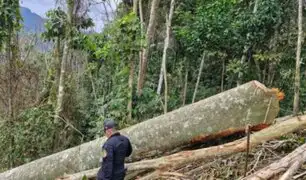 ¡Valioso convenio! Firman "Acuerdo por los bosques" para reforzar lucha contra tala ilegal