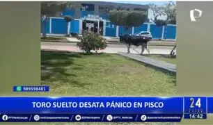 Toro suelto desata pánico en Pisco: Animal estuvo rondando cerca a colegio