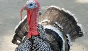 Aumenta la producción de pavo de engorde de cara a las fiestas de fin de año