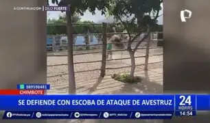 Avestruz ataca a trabajador en vivero forestal de Chimbote