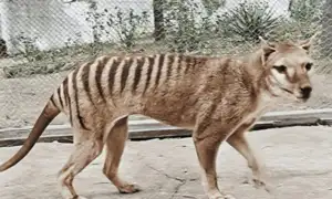 Estaba extinto, pero pronto el tigre de Tasmania podría volver a la vida gracias a la ciencia