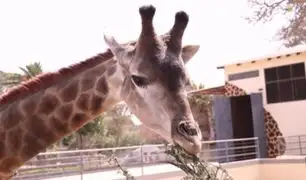 Conoce a Melman: la jirafa que acaba de llegar al Parque de las Leyendas desde Chile