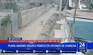 Puma andino desata pánico en vecinos de Chincha