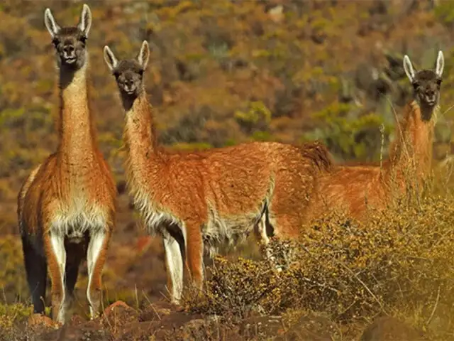 ¡Excelente noticia! Aumenta en 8 % el número de guanacos en la Reserva Nacional de Calipuy