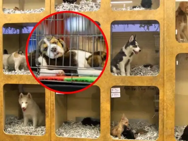 España prohíbe la venta de perros, gatos y hurones en tiendas de mascotas